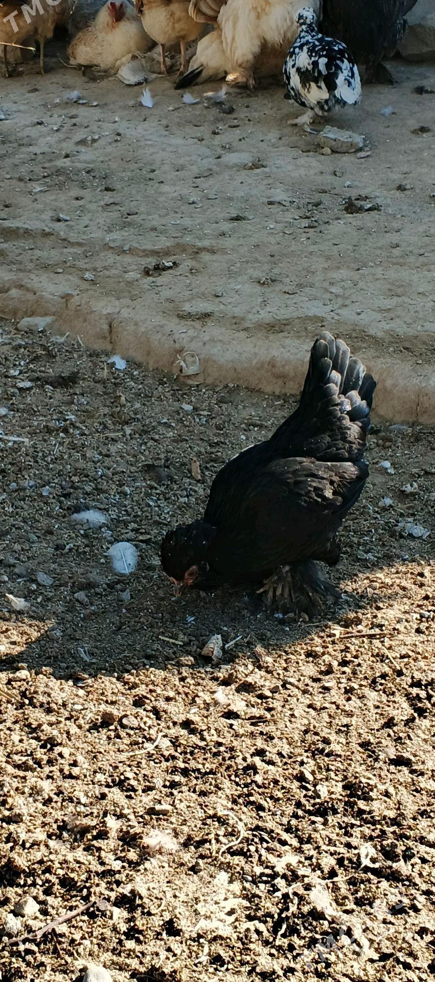 karlik - Гызыларбат - img 1