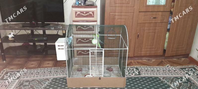 4 Попугай - Мары - img 1