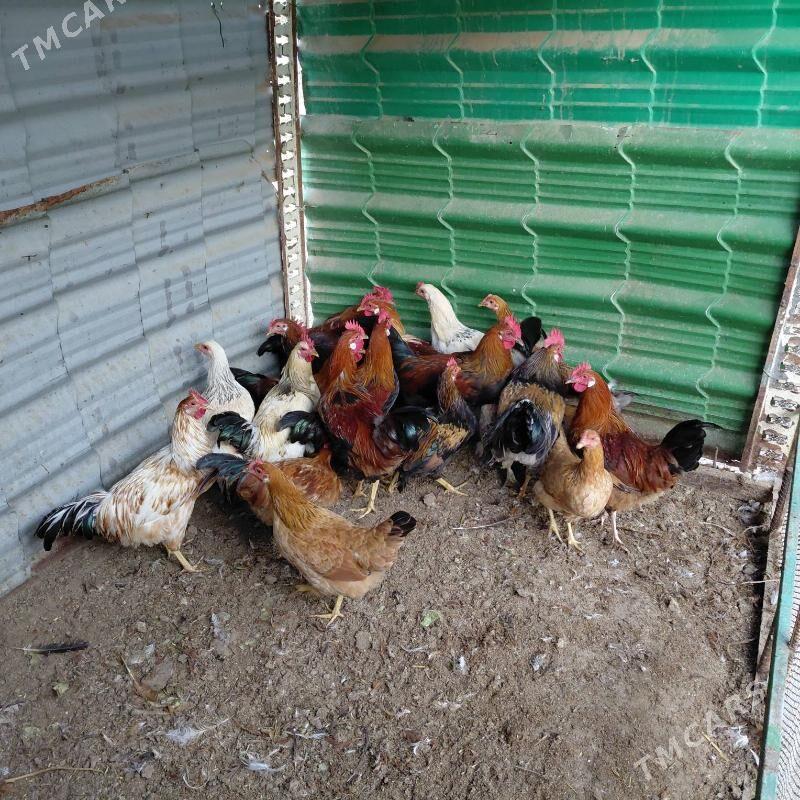 Horazlar - Тязе заман - img 1