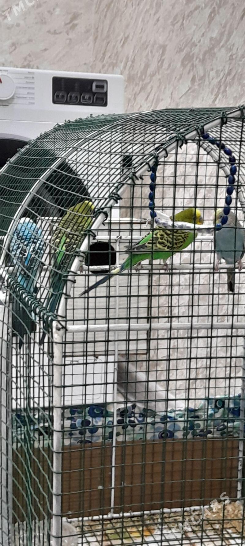 4 Попугай - Мары - img 4