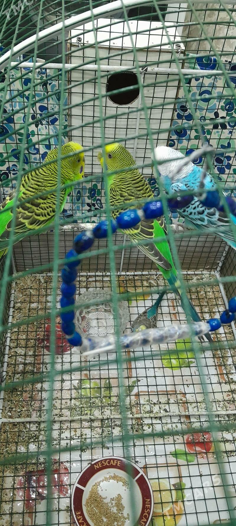 4 Попугай - Мары - img 6