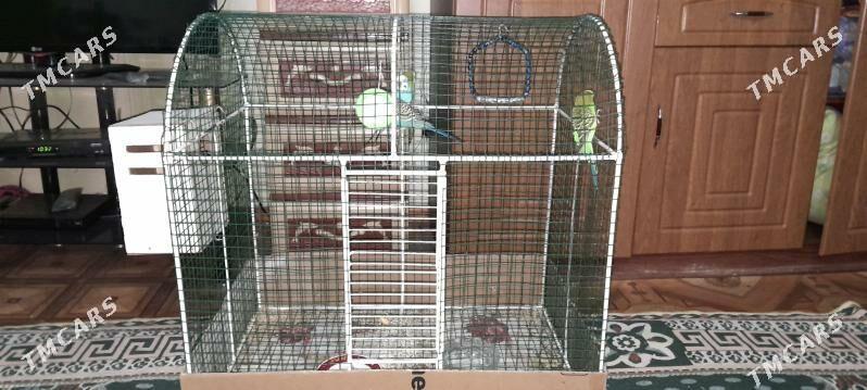 4 Попугай - Мары - img 2