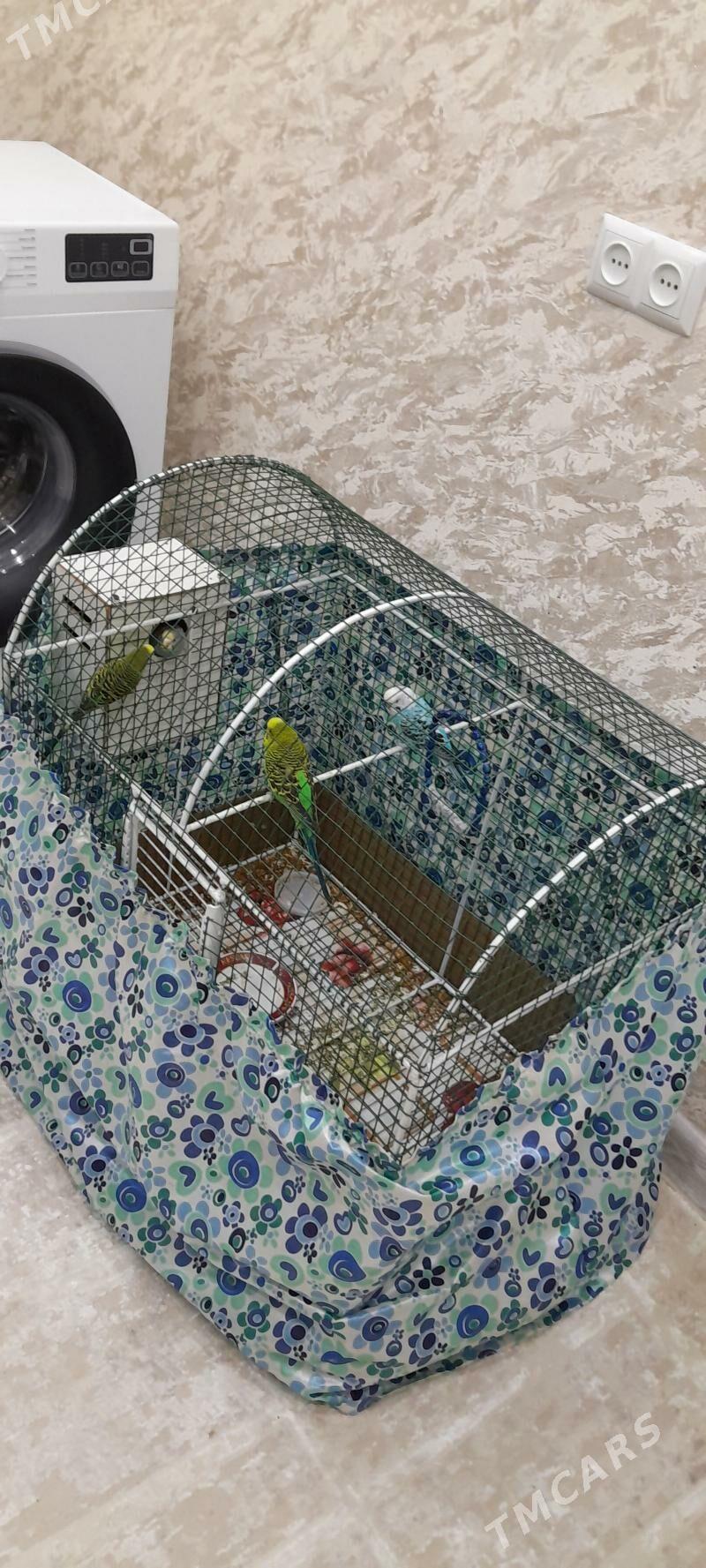 4 Попугай - Мары - img 5