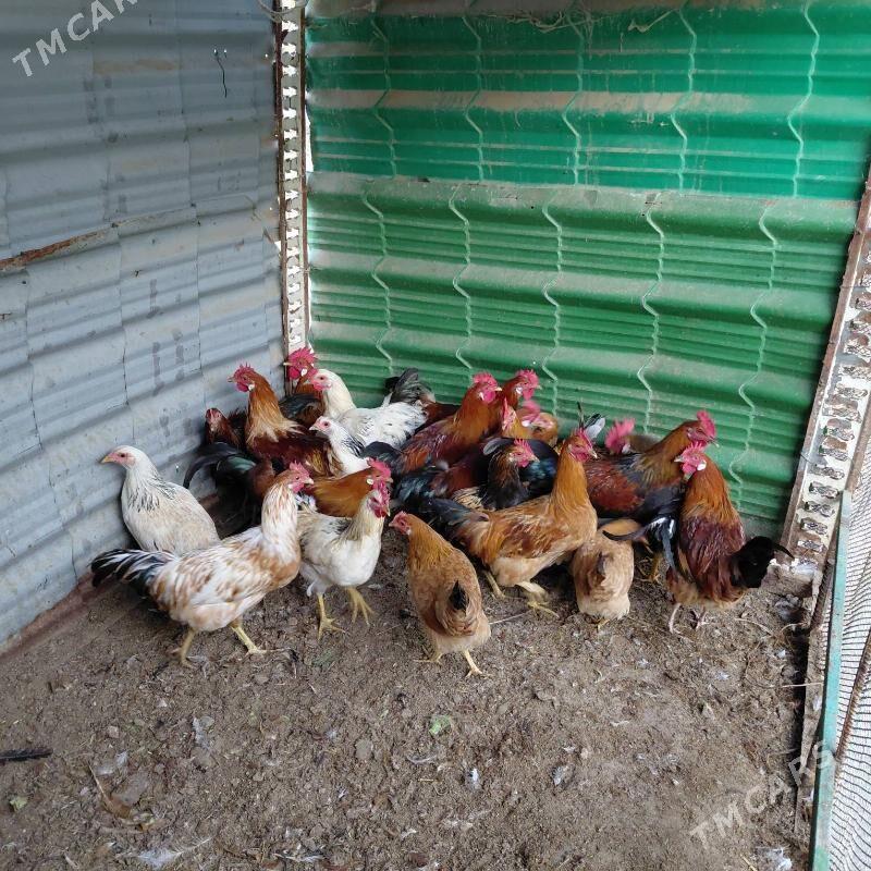 Horazlar - Тязе заман - img 3