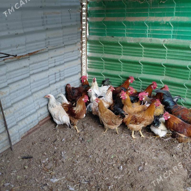 Horazlar - Тязе заман - img 2