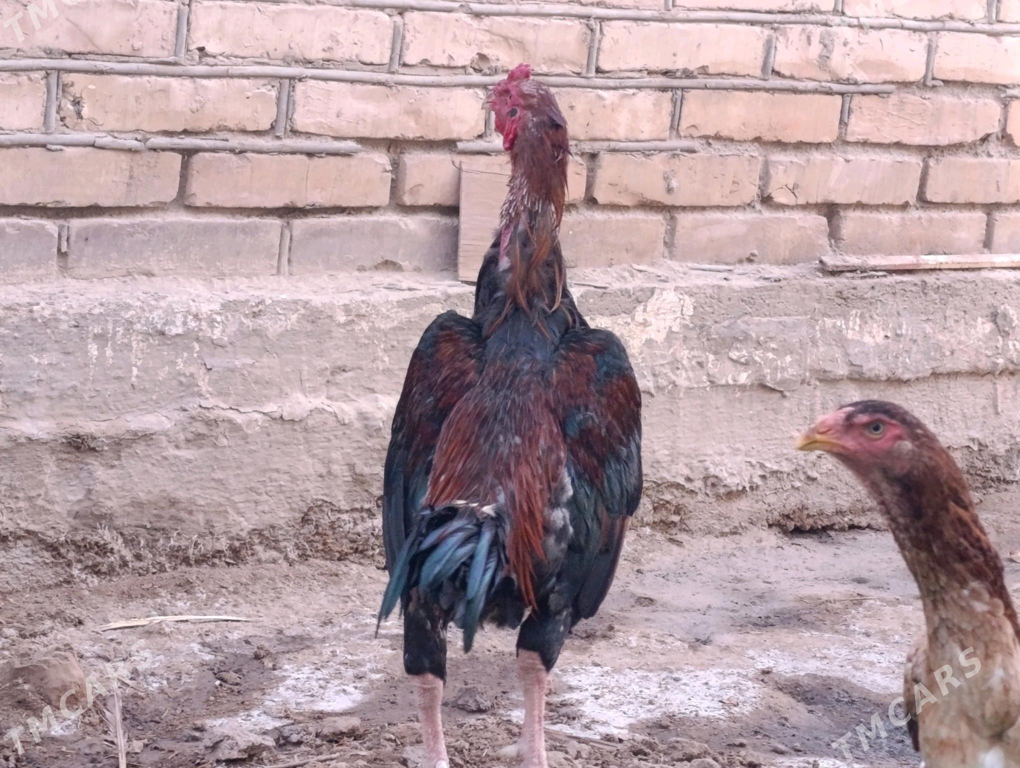 хораз  - Türkmenabat - img 2