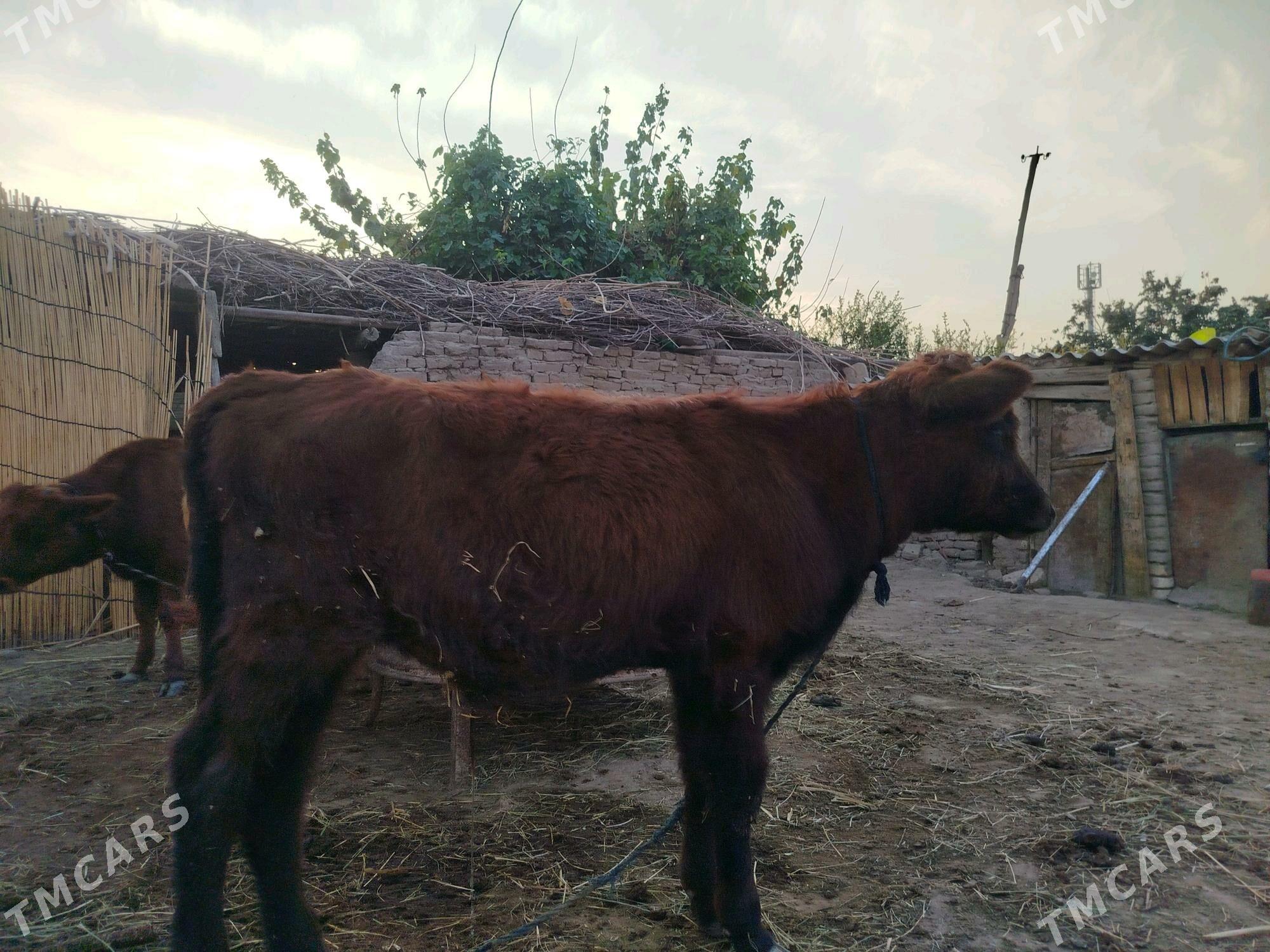 okuz 5 sany - Sakarçäge - img 3