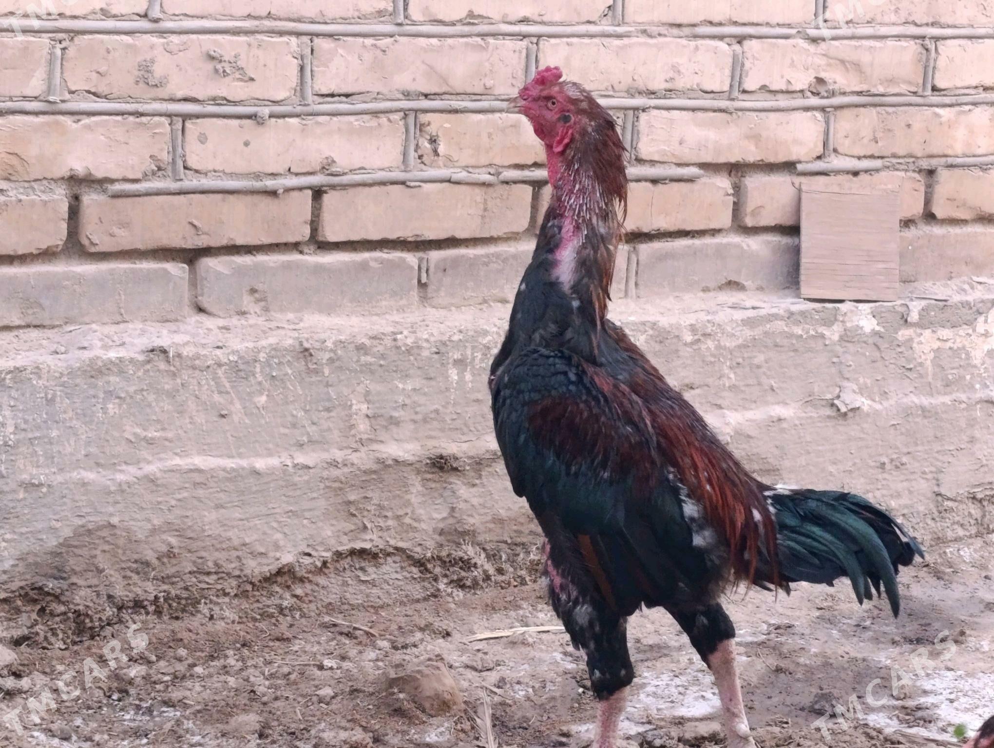 хораз  - Türkmenabat - img 4