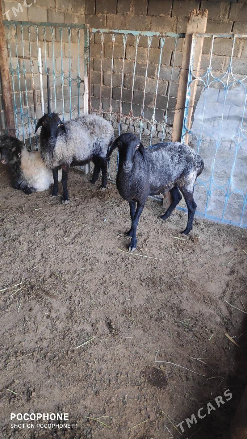 Garakol - Hitrowka - img 3