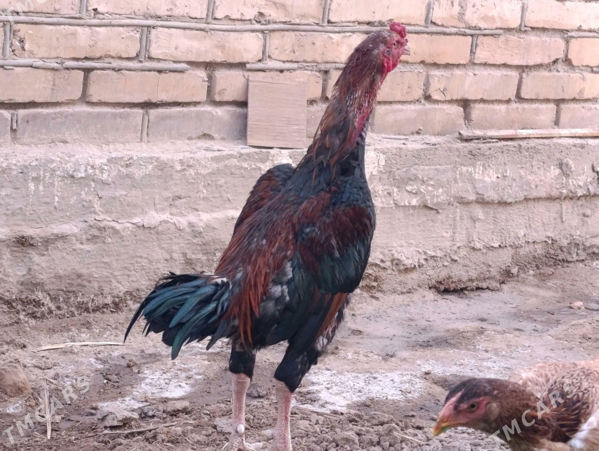 хораз  - Türkmenabat - img 3