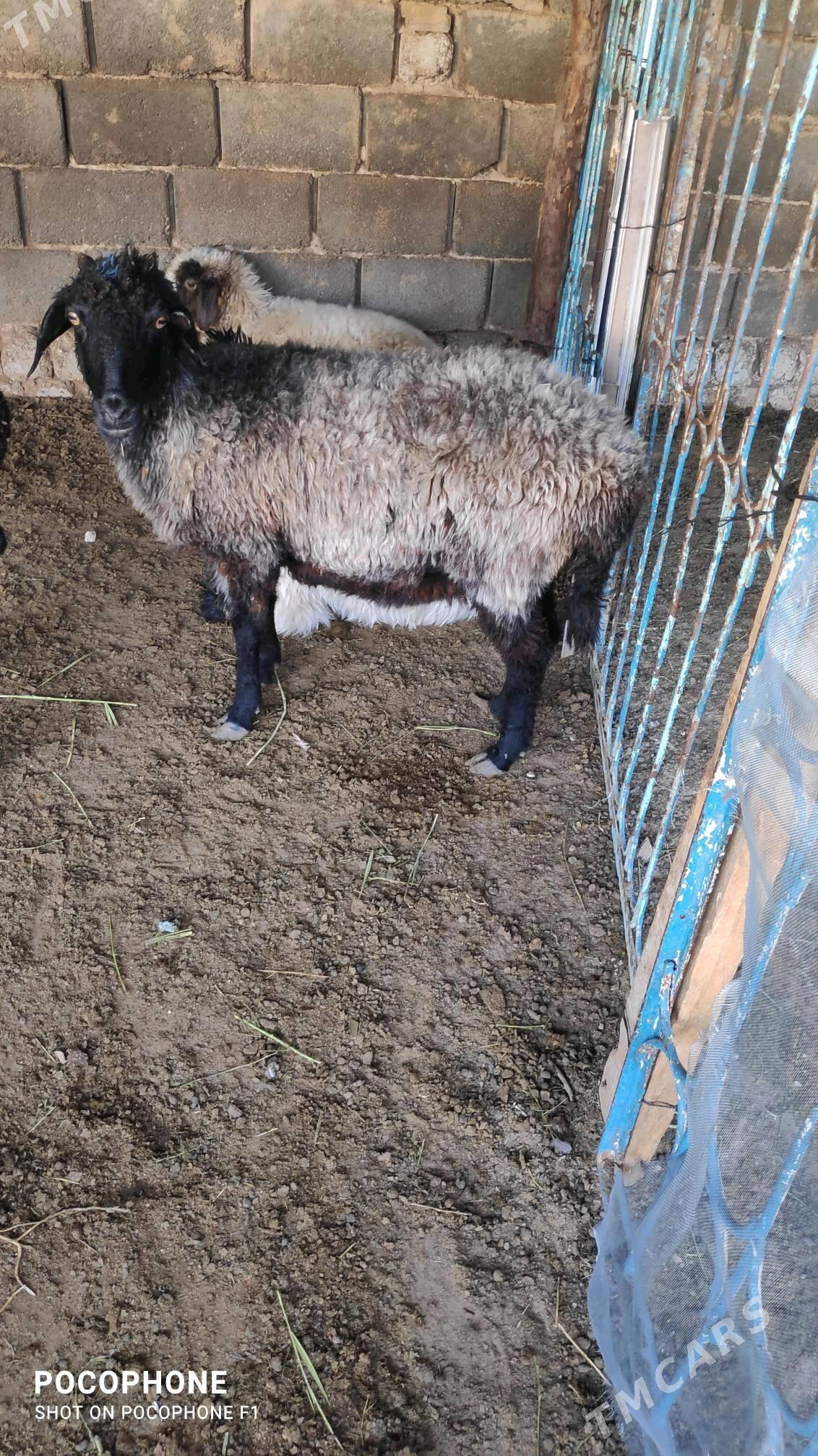 Garakol - Hitrowka - img 2