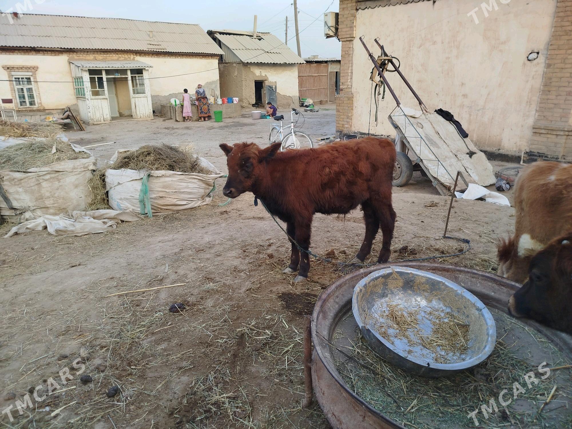 okuz 5 sany - Sakarçäge - img 4