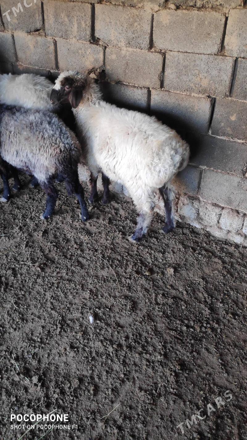 Tokly - Hitrowka - img 1