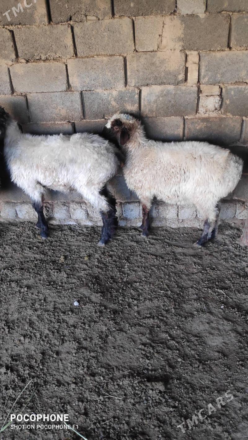 Tokly - Hitrowka - img 4