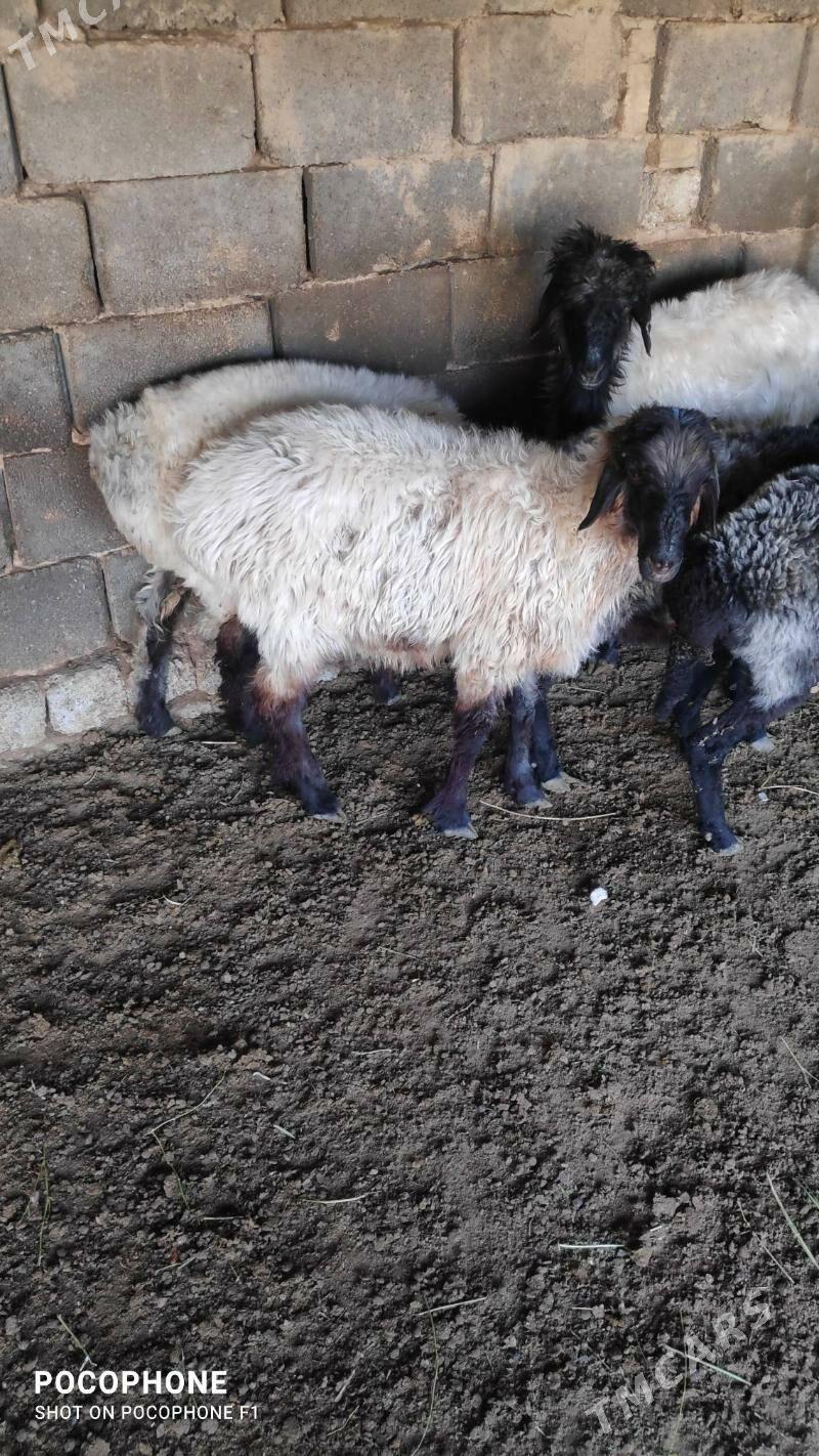 Tokly - Hitrowka - img 5