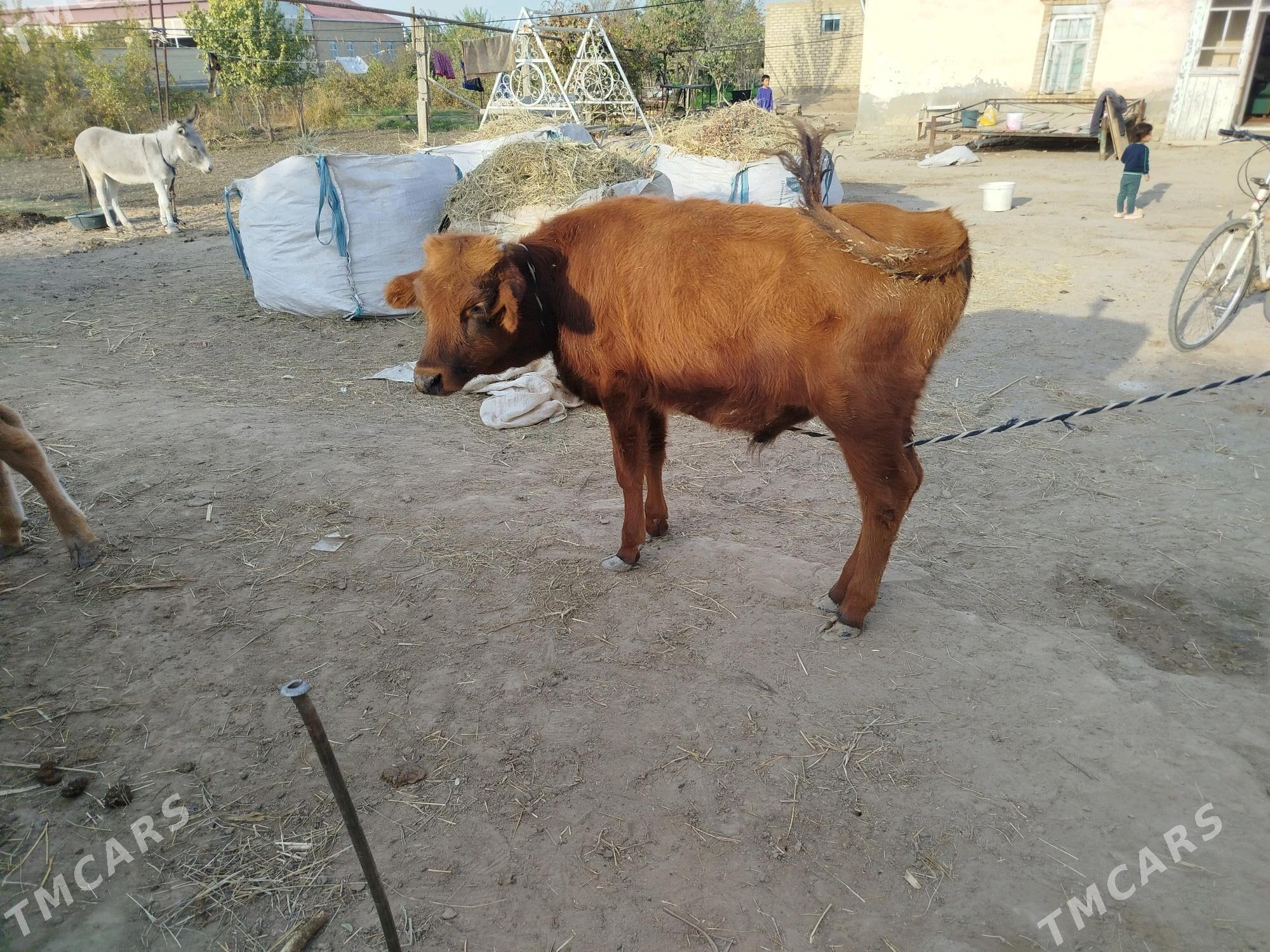 okuz 5 sany - Sakarçäge - img 6