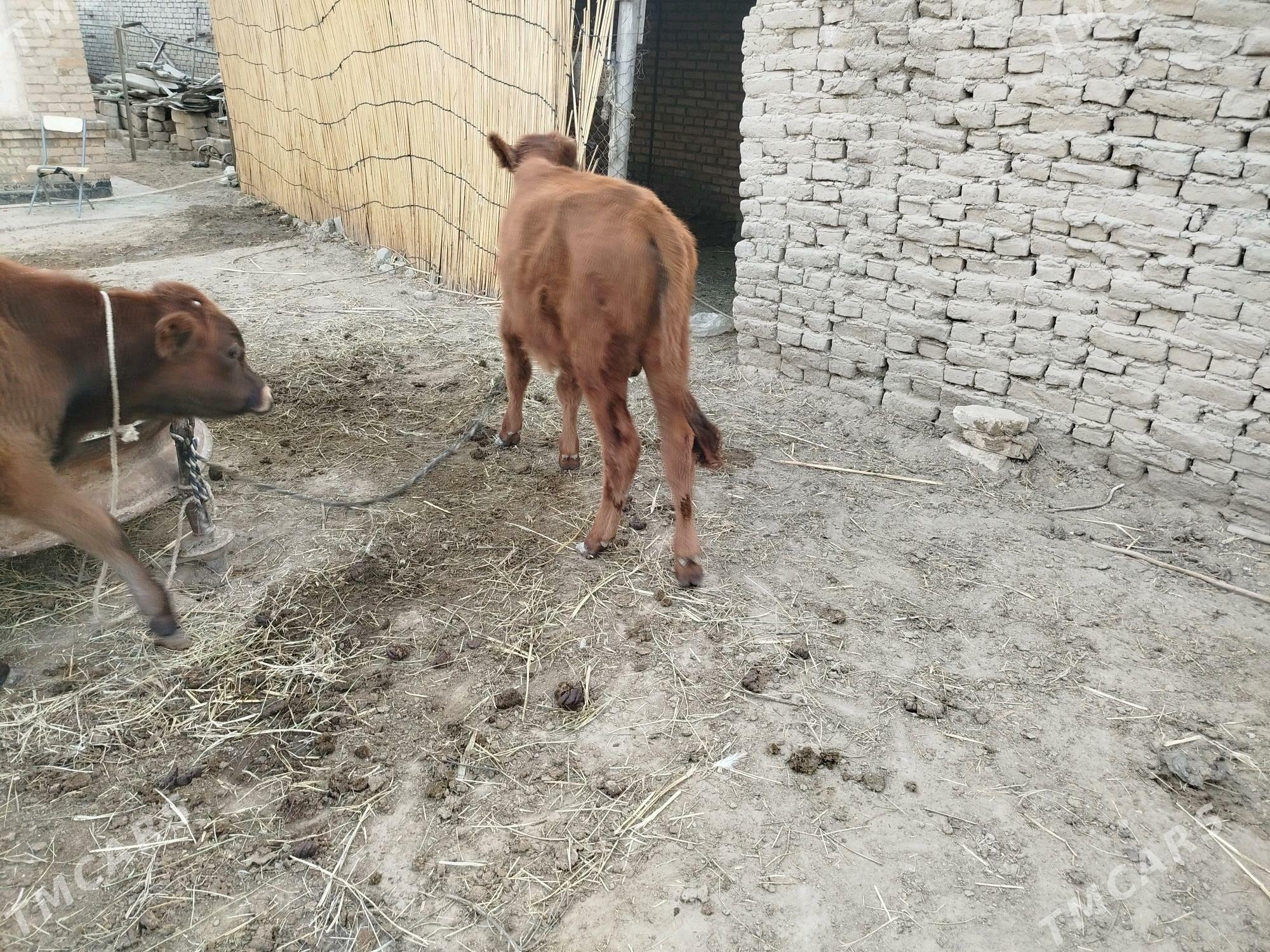 okuz 5 sany - Sakarçäge - img 7