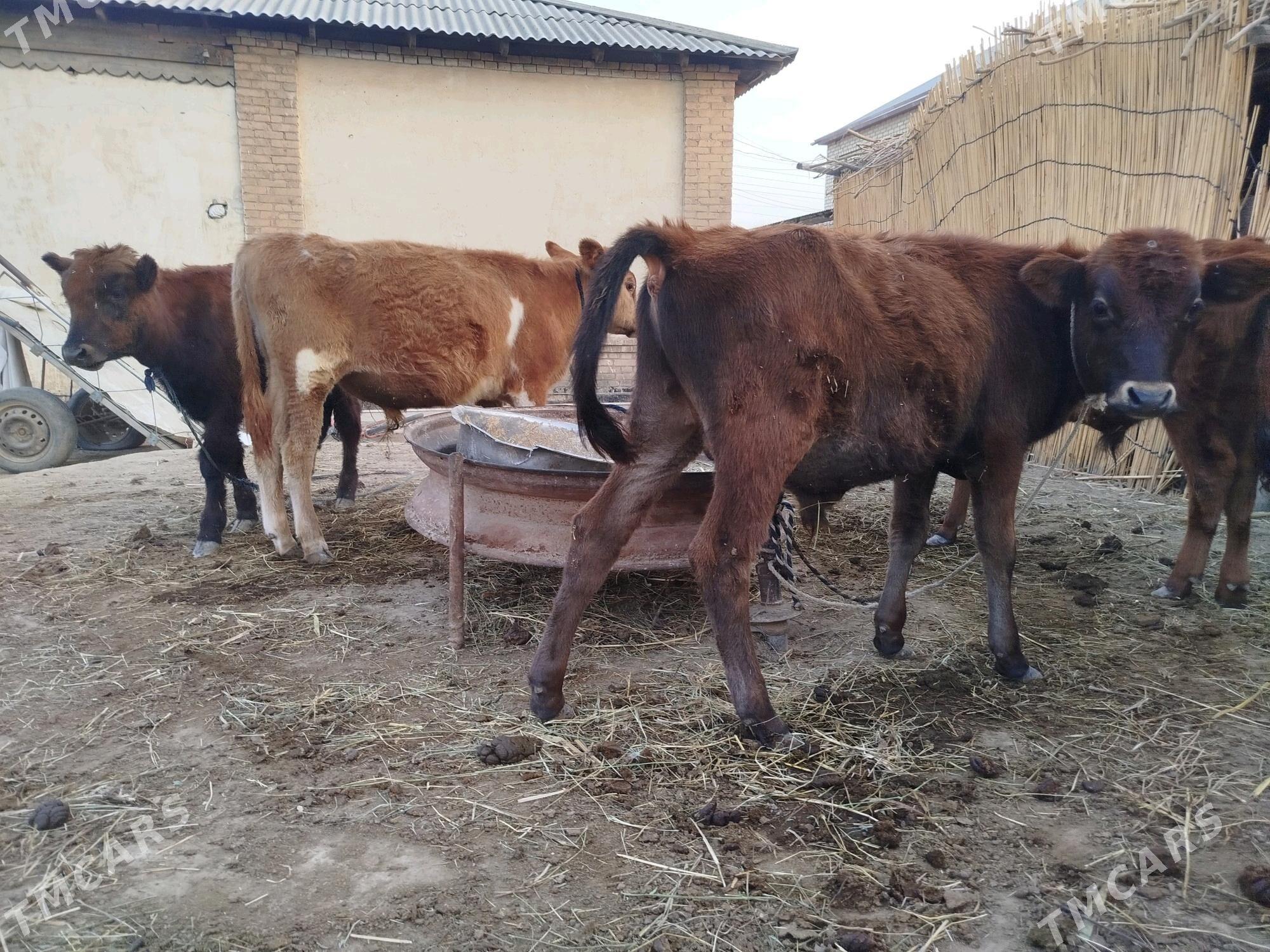 okuz 5 sany - Sakarçäge - img 8