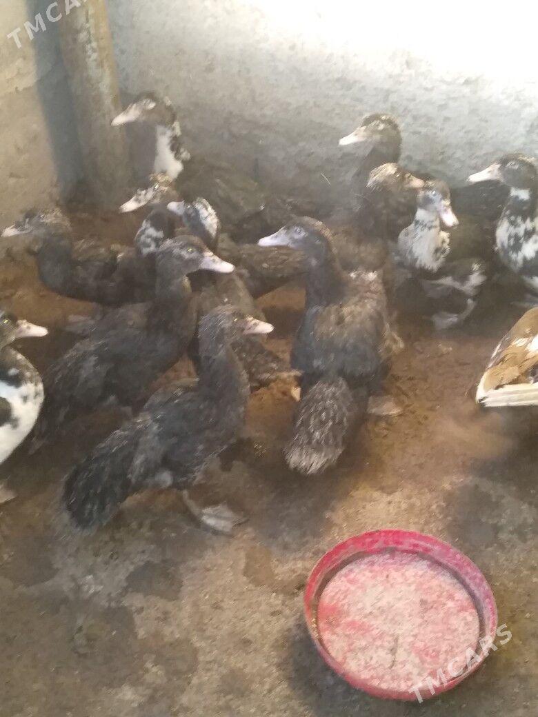 Ordek induwtga - Гумдаг - img 2