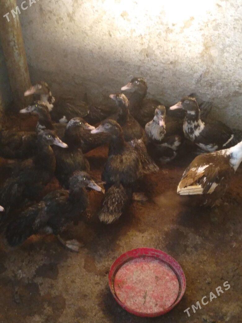 Ordek induwtga - Гумдаг - img 1