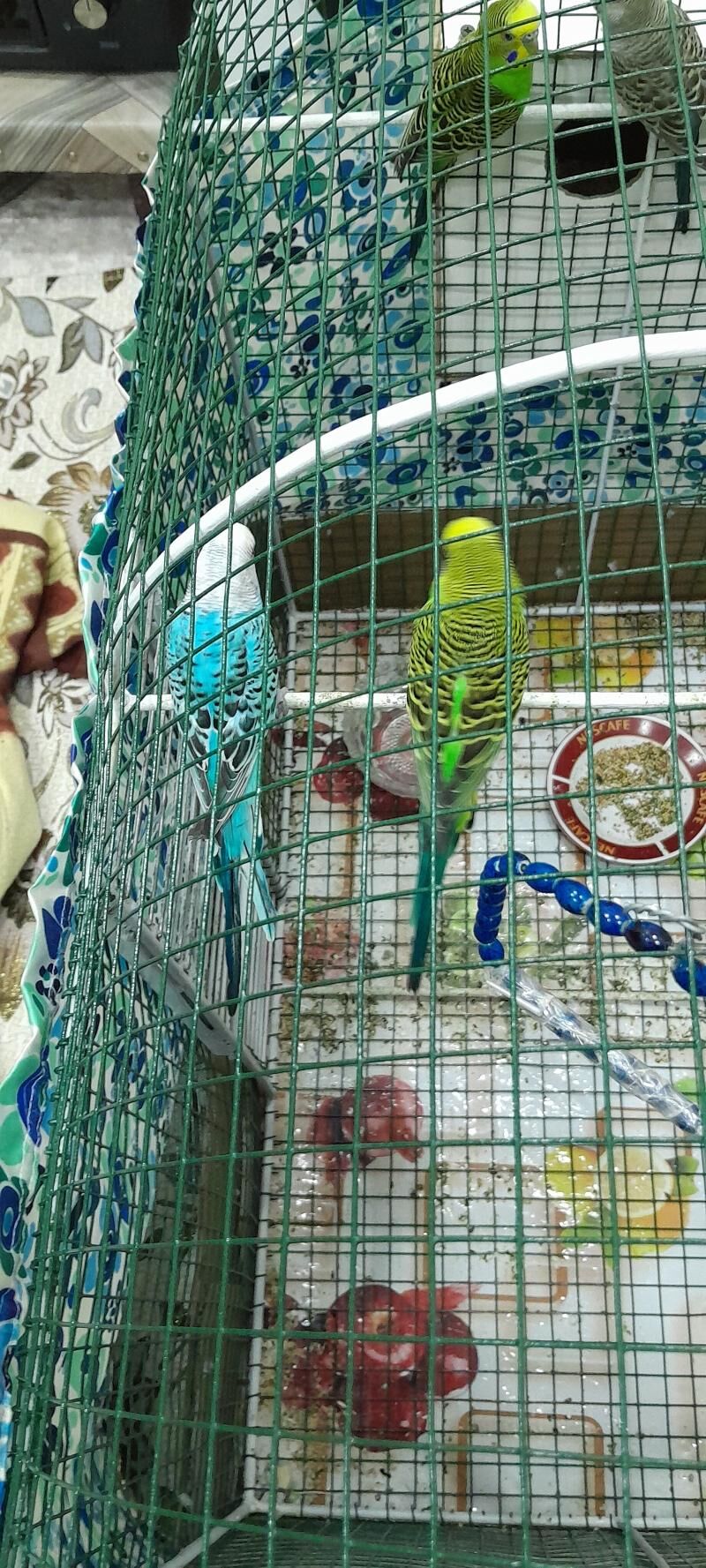 4 Попугай - Мары - img 10