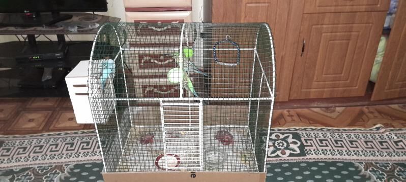 4 Попугай - Мары - img 7