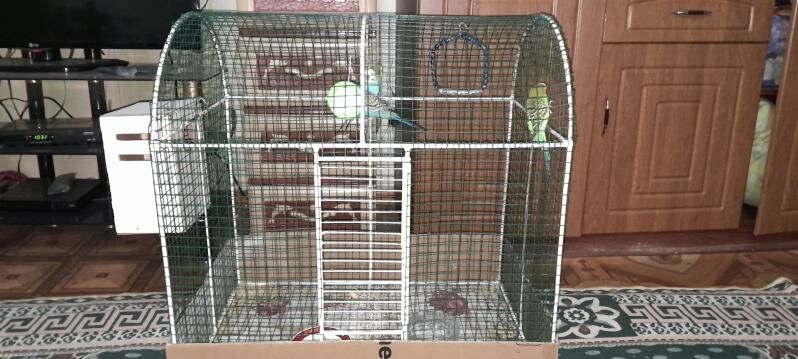 4 Попугай - Мары - img 8