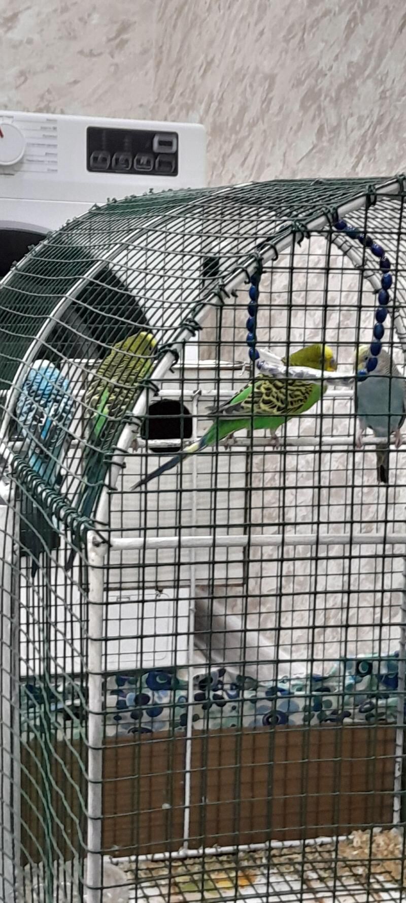 4 Попугай - Мары - img 9