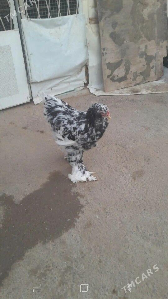 BRAMA - Чоганлы - img 6