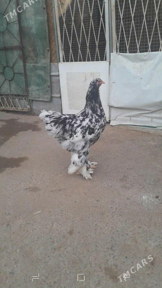 BRAMA - Чоганлы - img 5