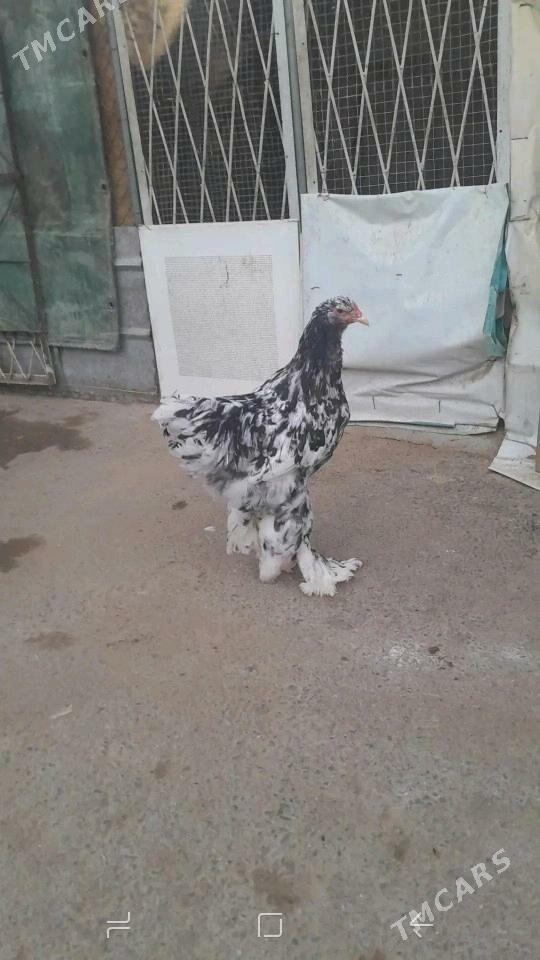 BRAMA - Чоганлы - img 4