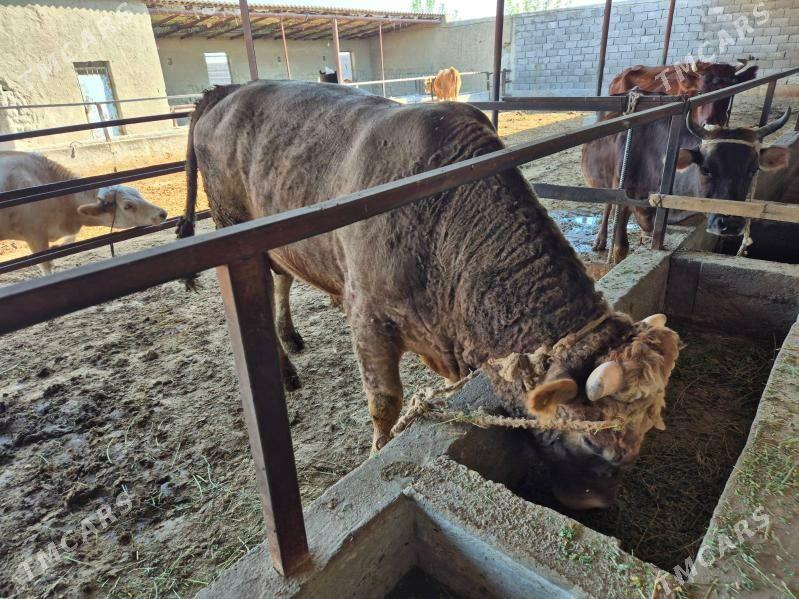 Simental öküz - Бахарден - img 2