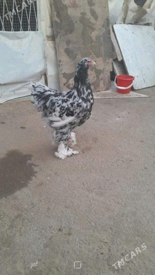 BRAMA - Чоганлы - img 7