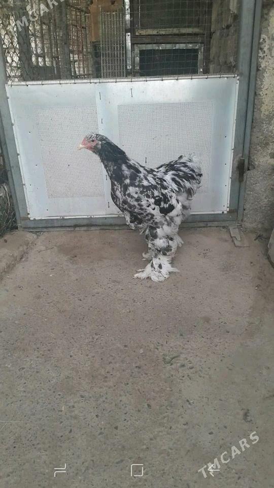 BRAMA - Чоганлы - img 2