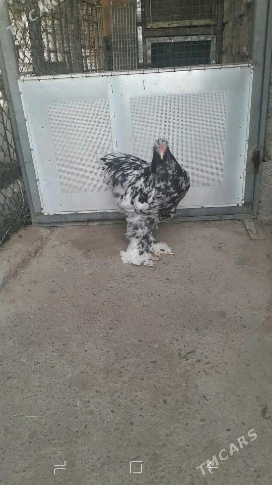 BRAMA - Чоганлы - img 3