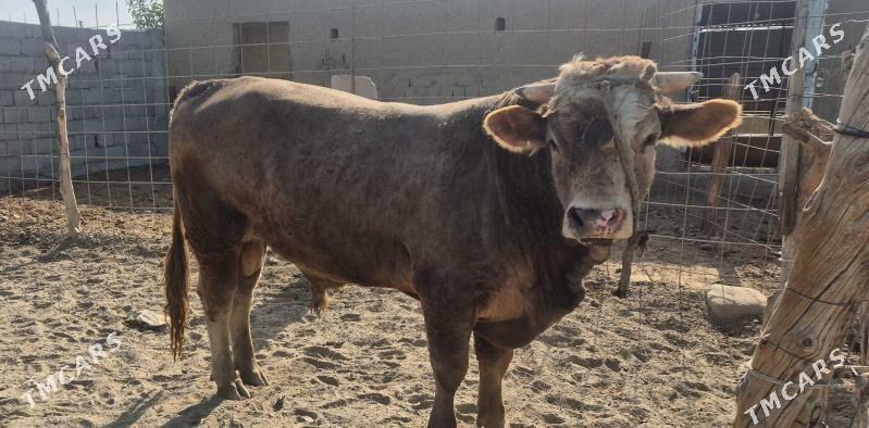 Simental öküz - Бахарден - img 3