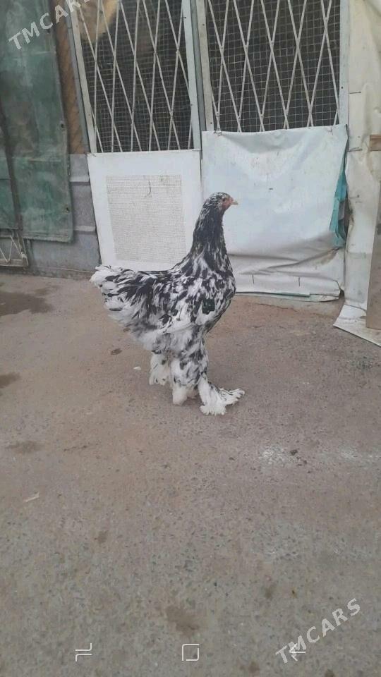 BRAMA - Чоганлы - img 1