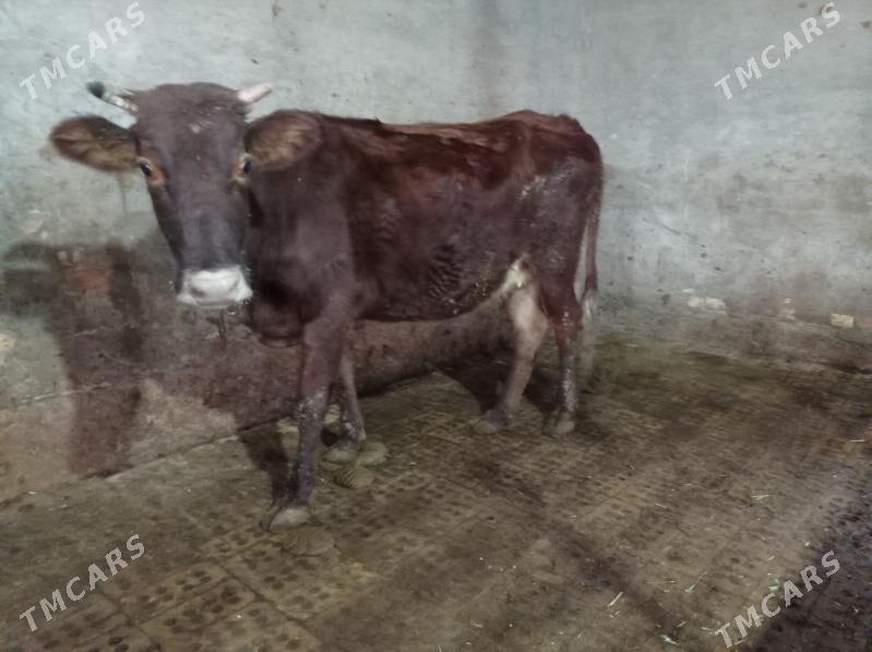 sygyr - Мургап - img 2