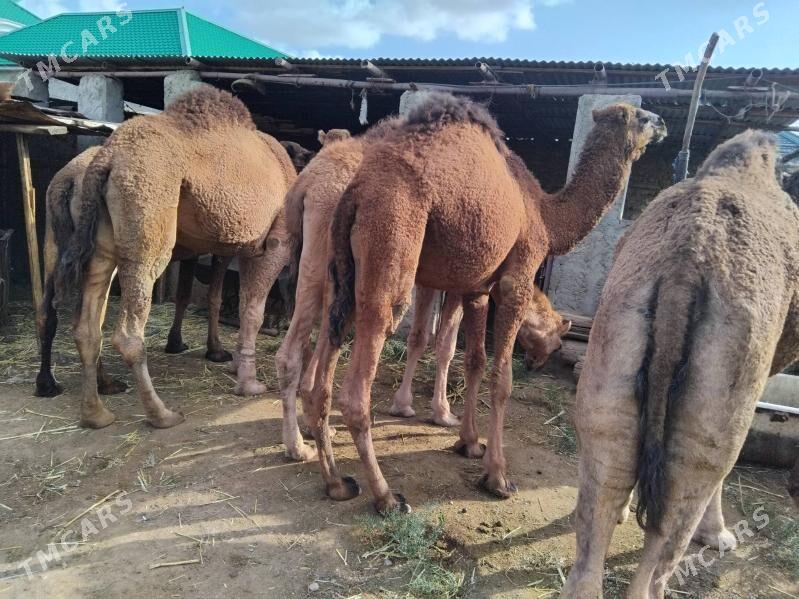 ogsyk - Jebel - img 2