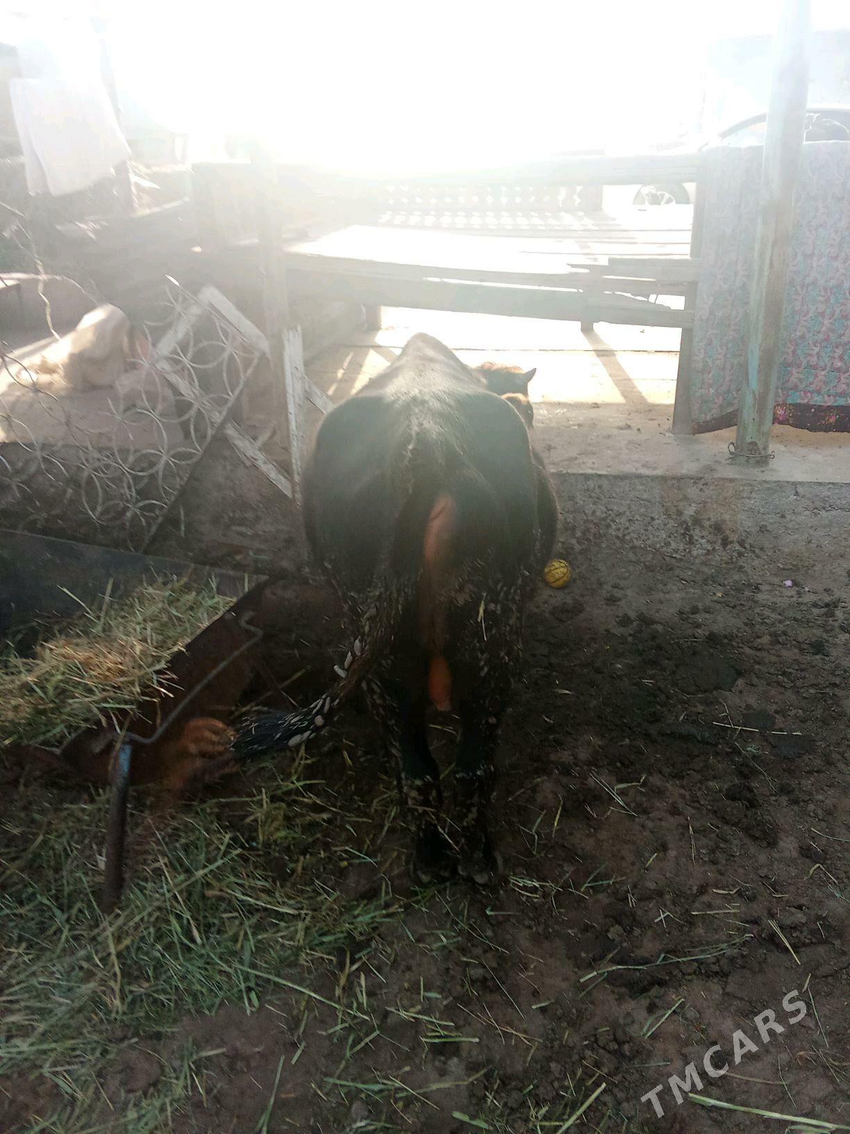 okuz - Теджен - img 3