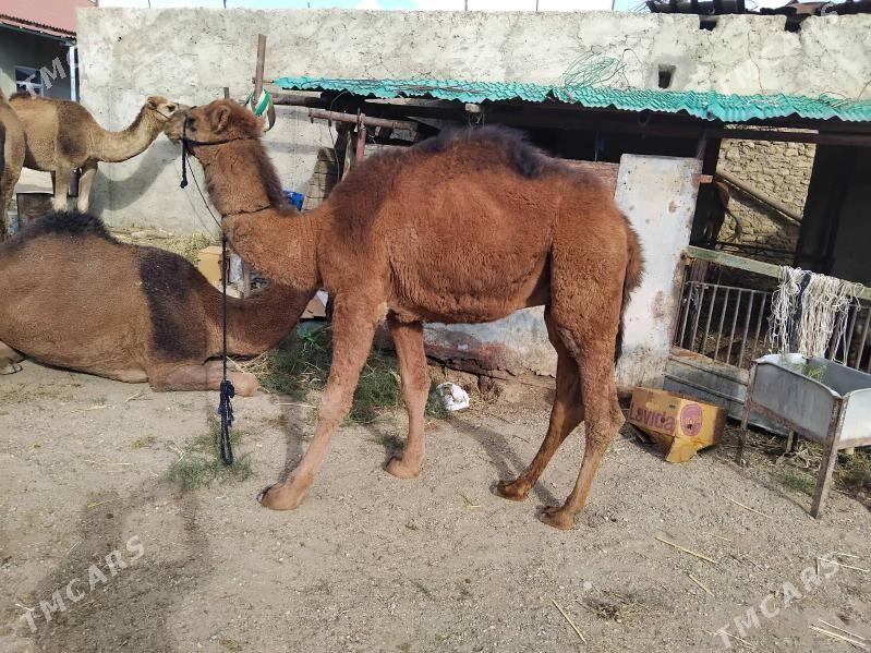 ogsyk - Jebel - img 3