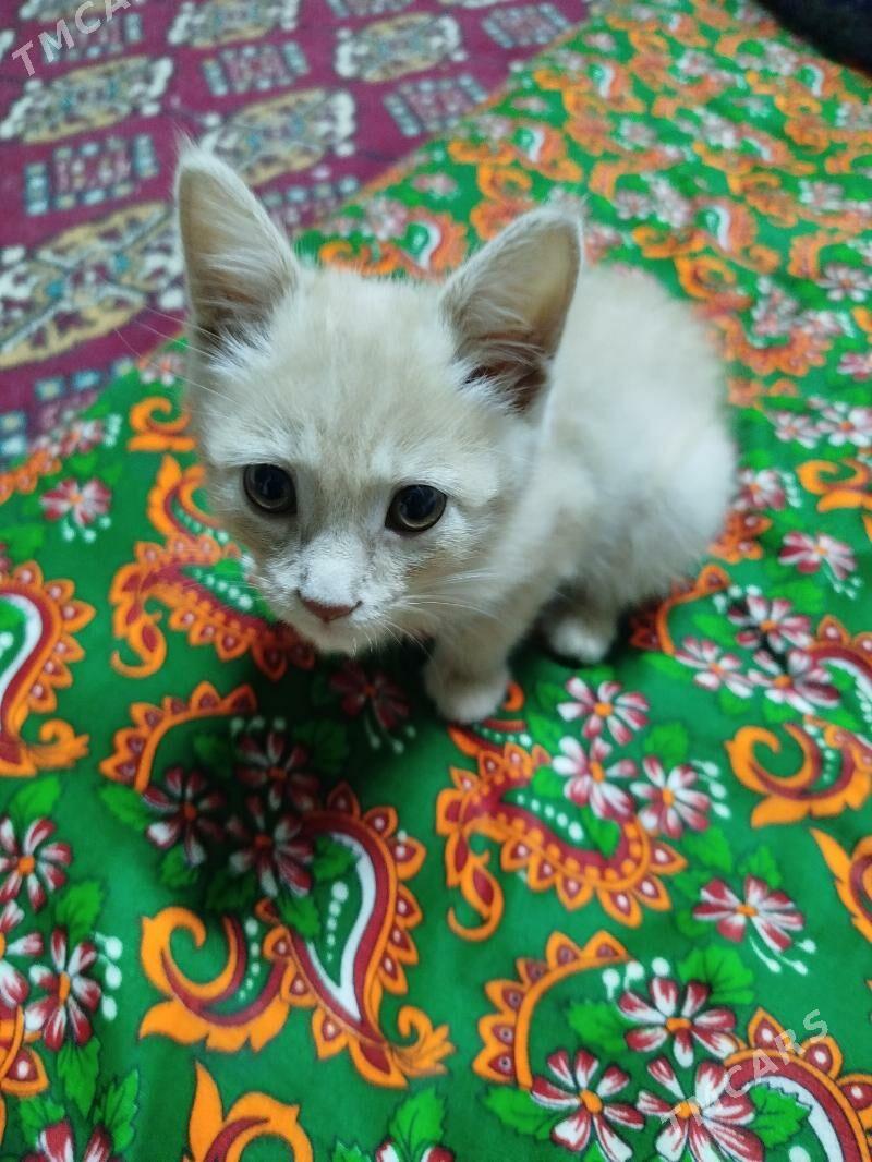 Pişik - Daşoguz - img 2