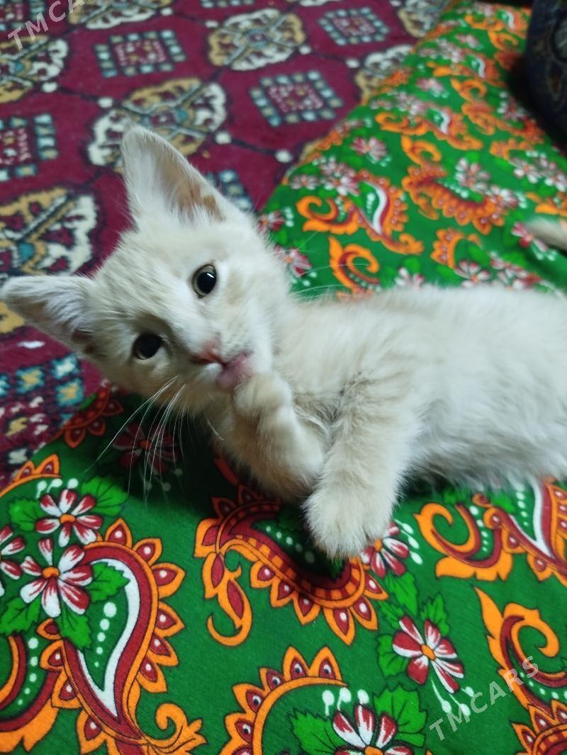 Pişik - Daşoguz - img 1