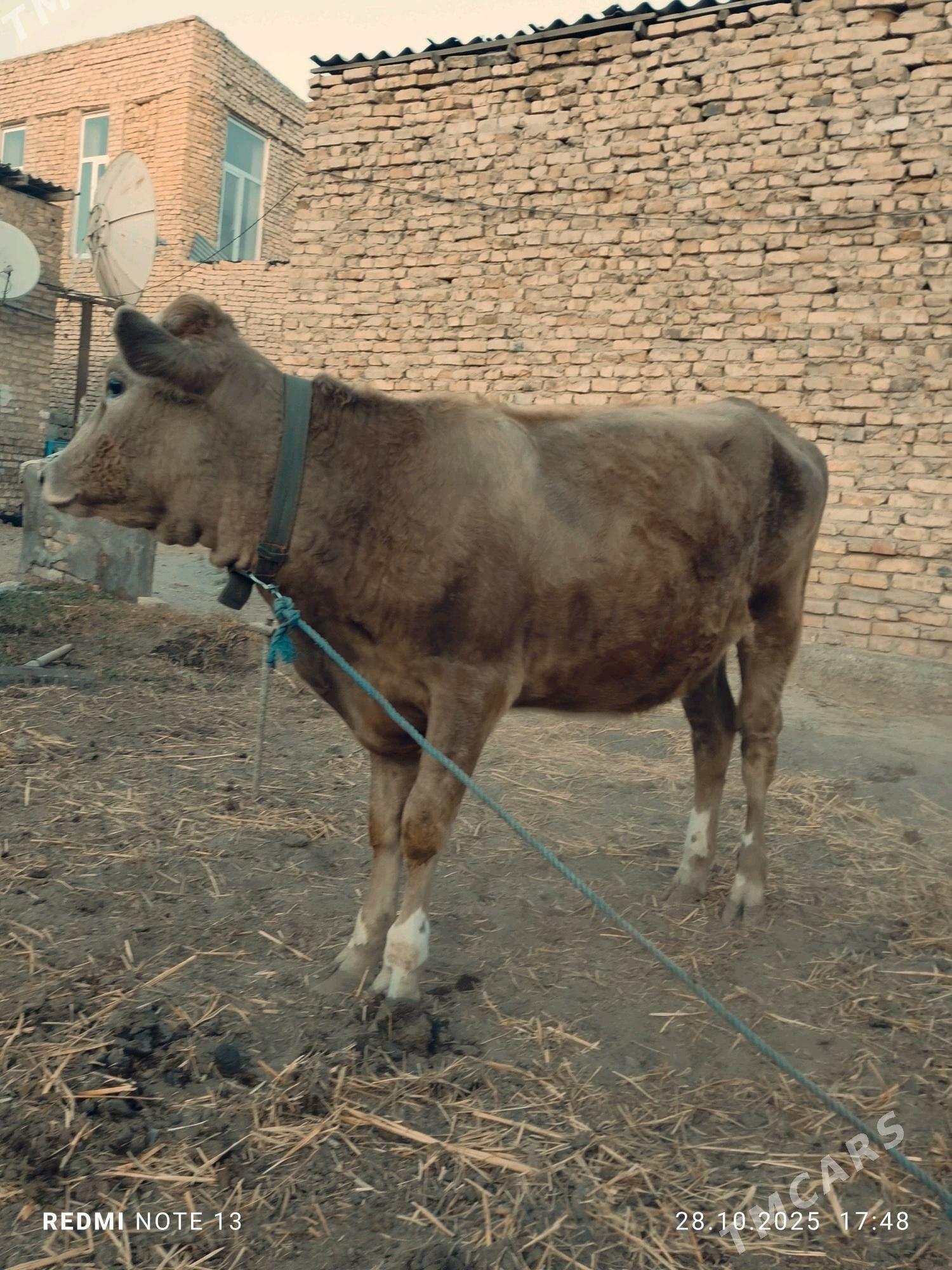 Swed bn Smental unajyn - Türkmenabat - img 2