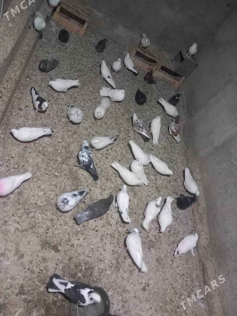 Kepderi - Bereket - img 2