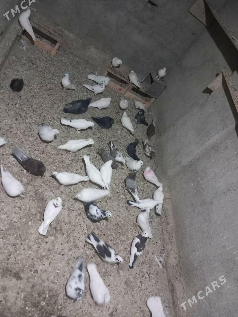 Kepderi - Bereket - img 4