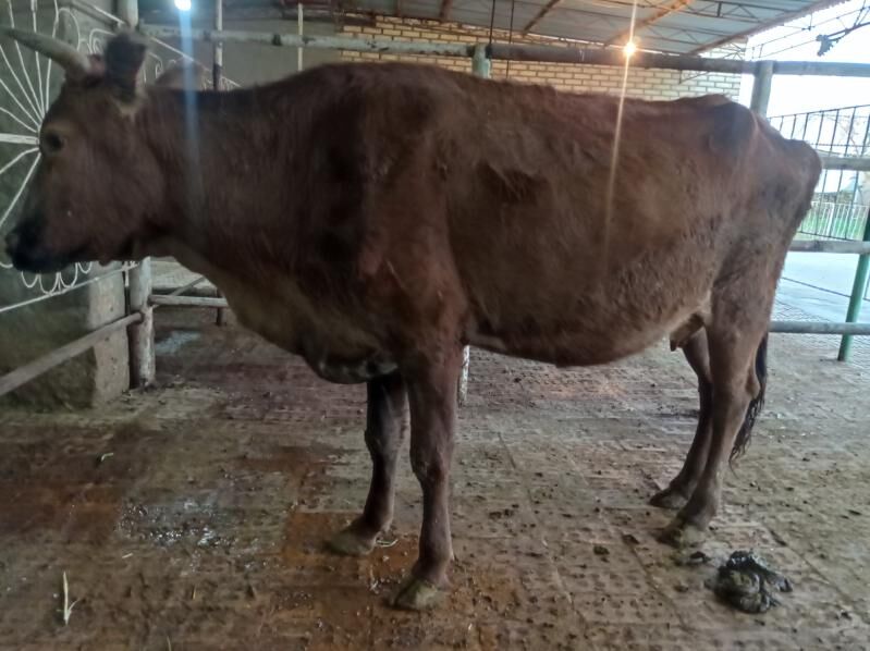 sygyr - Мургап - img 5