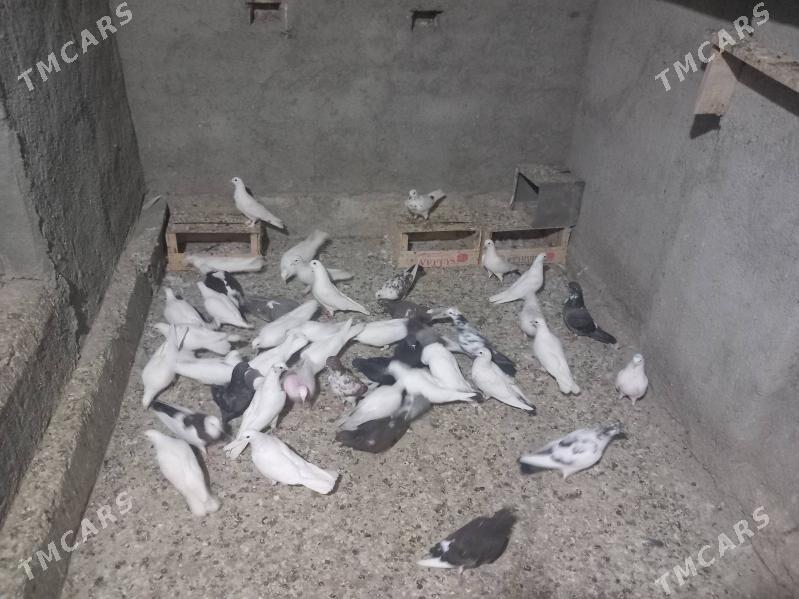 Kepderi - Bereket - img 3