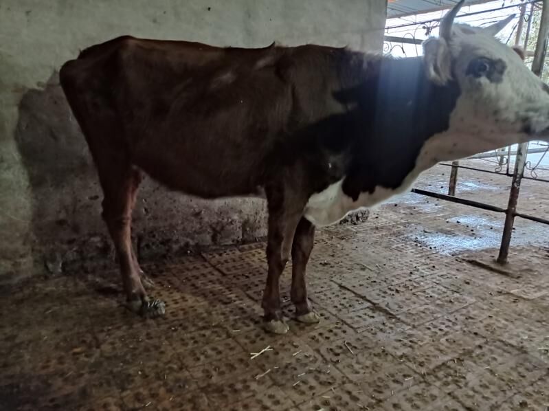 sygyr - Мургап - img 3