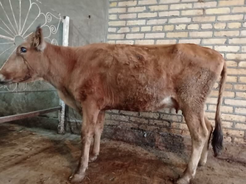 sygyr - Мургап - img 4